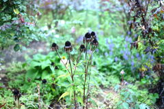 秋の枯れ色を想う