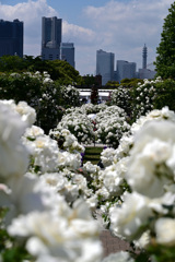 バラのシーズンを振り返る 山下公園4