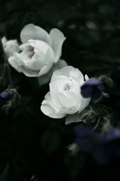 Rose  Bolero