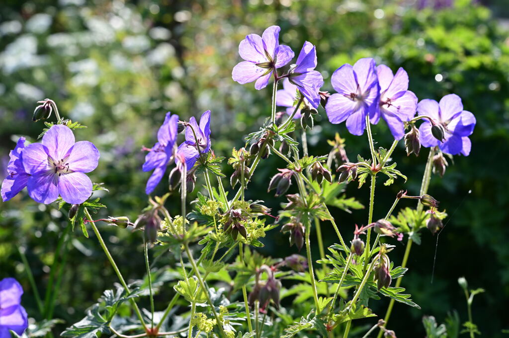 マイガーデン22