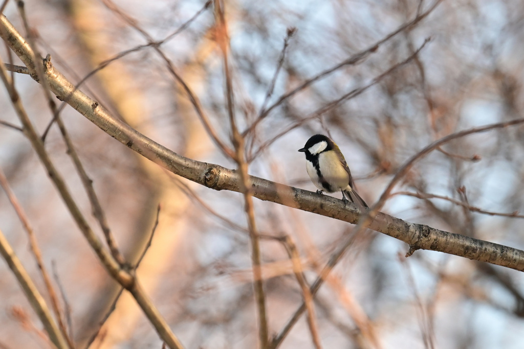 夕景のシジュウカラ
