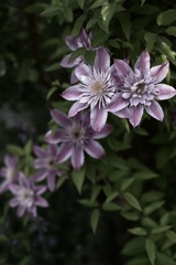 Clematis 'Josephine'