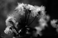 吹けば飛びそうな