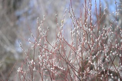 冬芽  ♯1