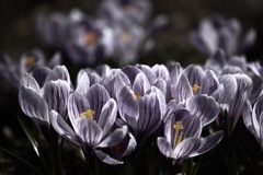 Crocus 'Pickwick'