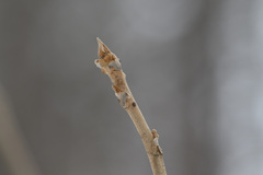 冬の森で樹木の冬芽を楽しむ３