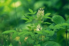 野の花  ルイヨウショウマ
