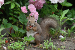 食べ放題やっているよ〜