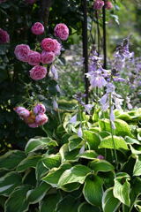 マイガーデン18