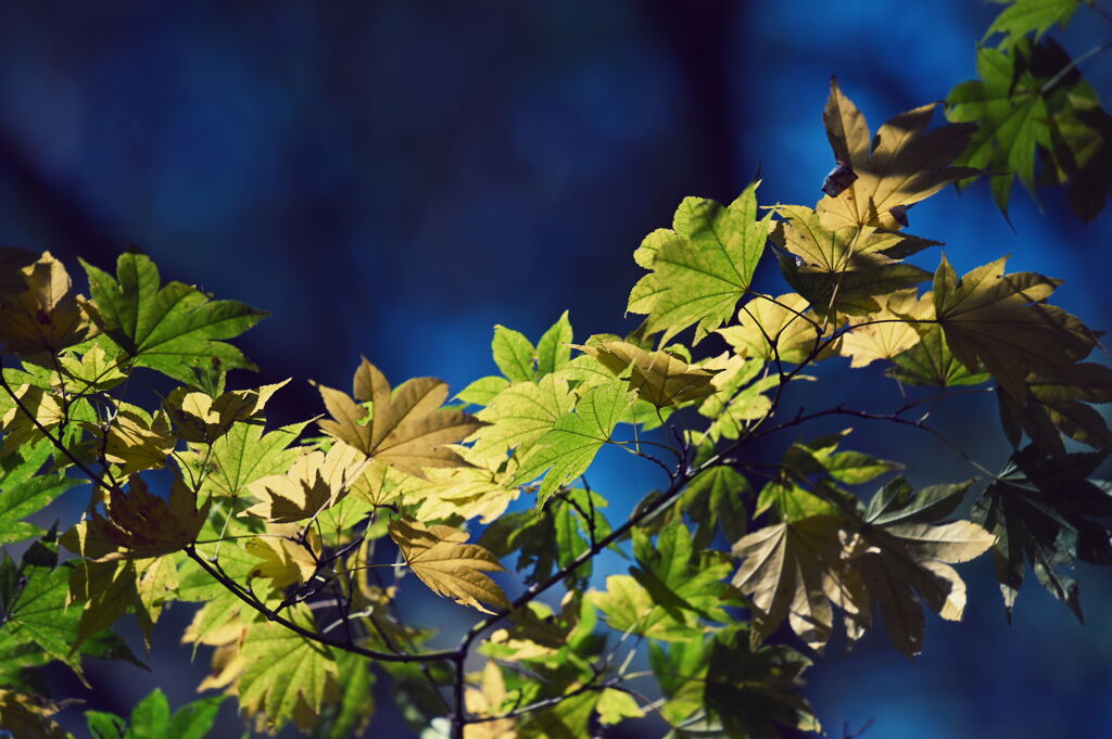 ハウチワカエデ