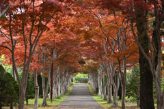 紅葉のトンネル