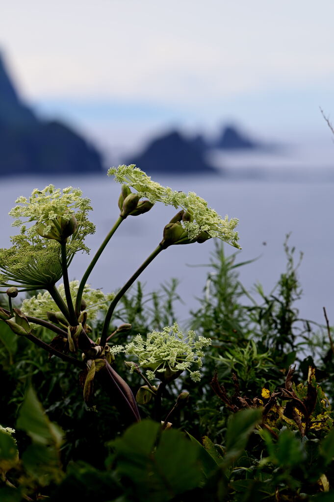 北の怪植物