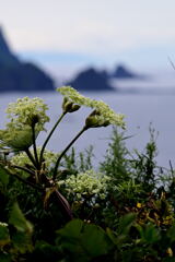 北の怪植物
