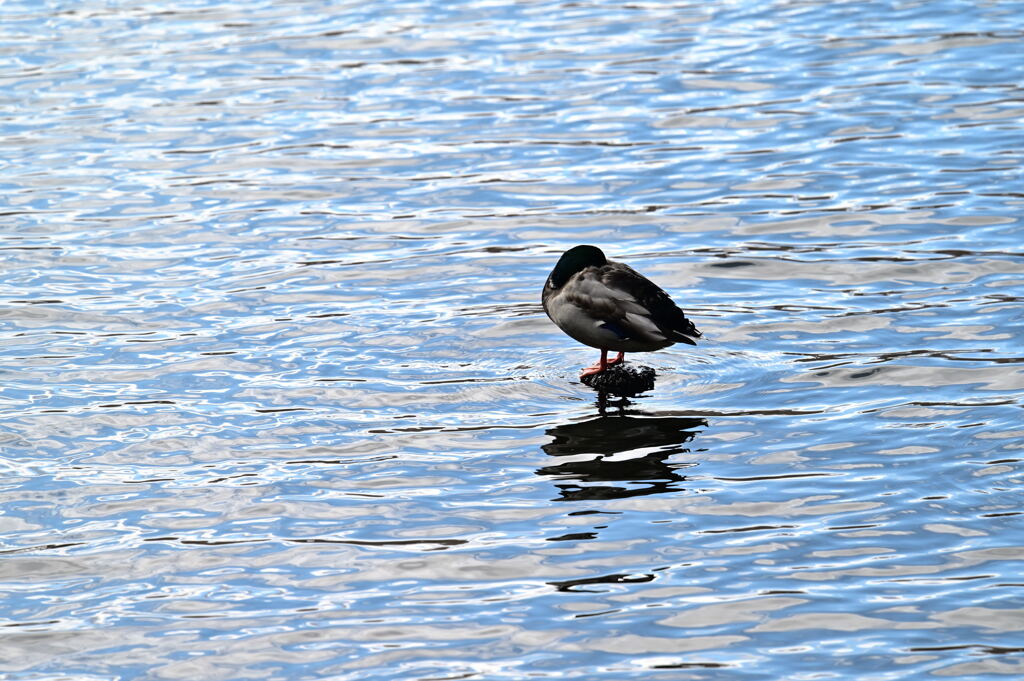 揺らめく水面に
