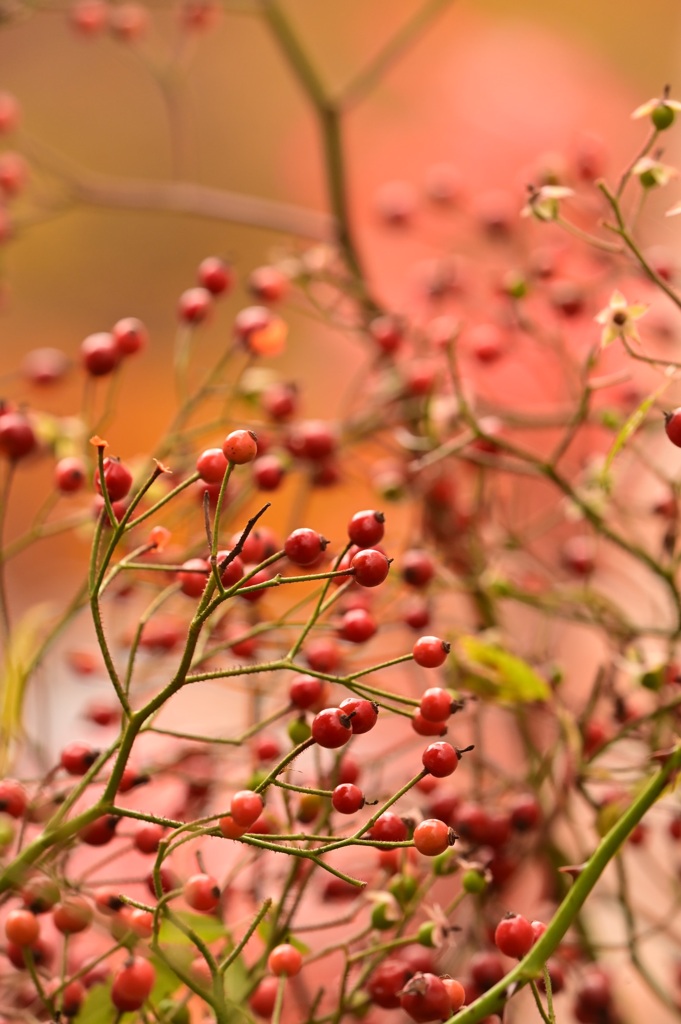 薔薇バレリーナのローズヒップ