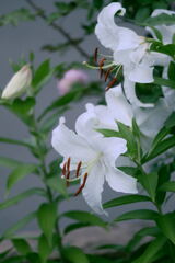 マイガーデン30