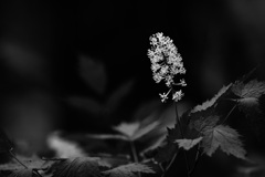 総状花序