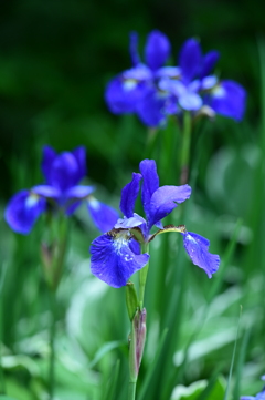 Iris