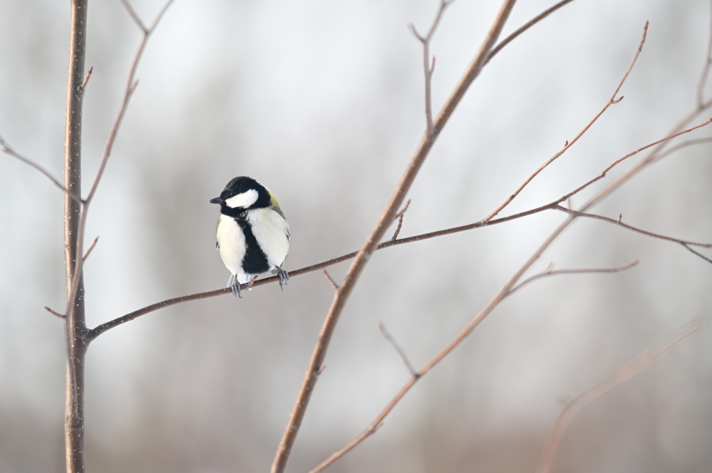 ３月の野鳥観察 シジュウカラ
