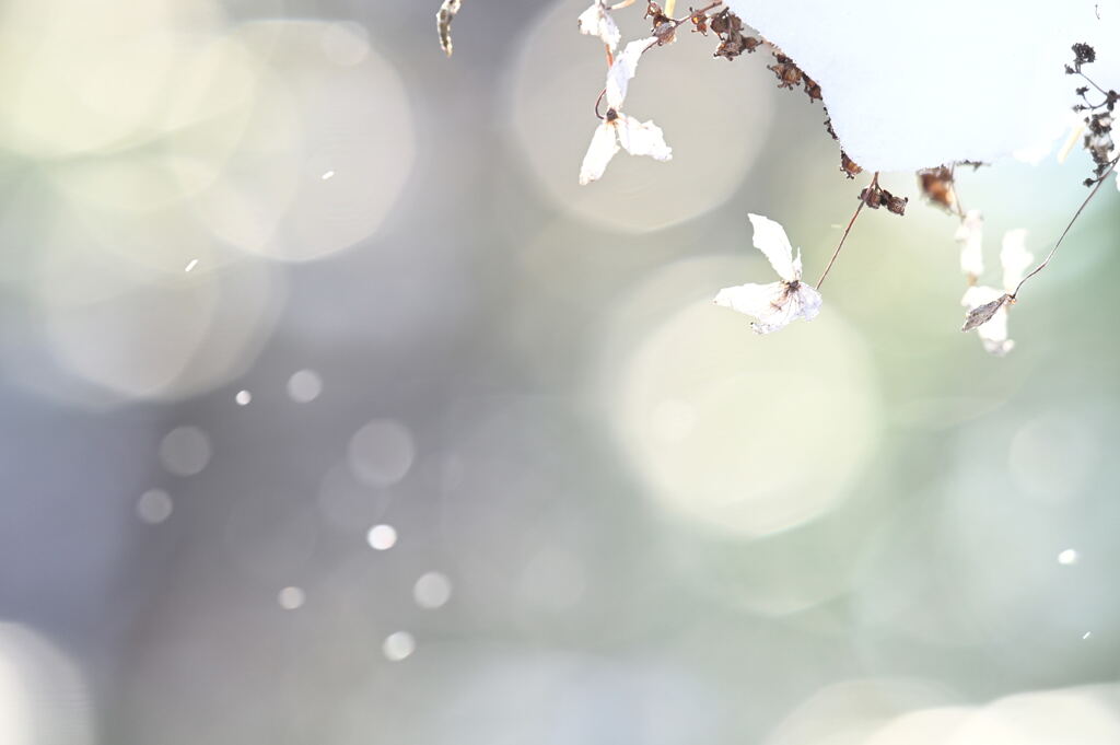 冬の花がら