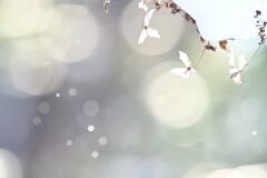 冬の花がら