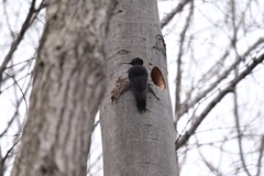森で出会えた野鳥  クマゲラ  ♯2