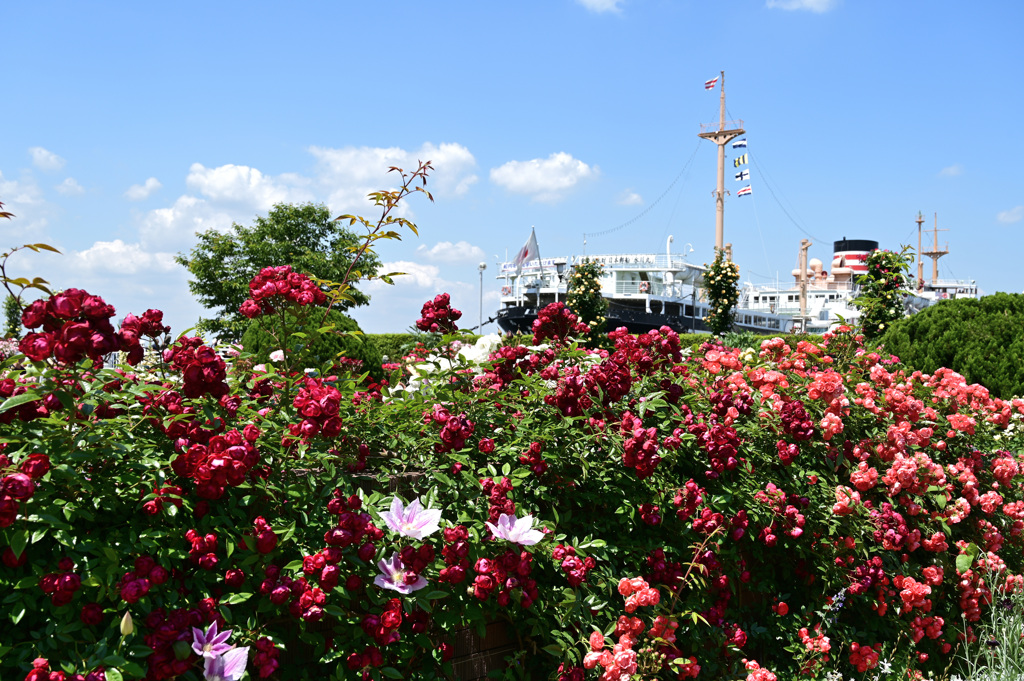 バラのシーズンを振り返る 山下公園6