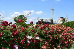 バラのシーズンを振り返る 山下公園6