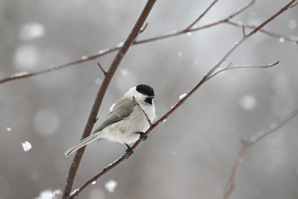 雪と野鳥２