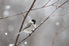 雪と野鳥２