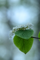 散房花序