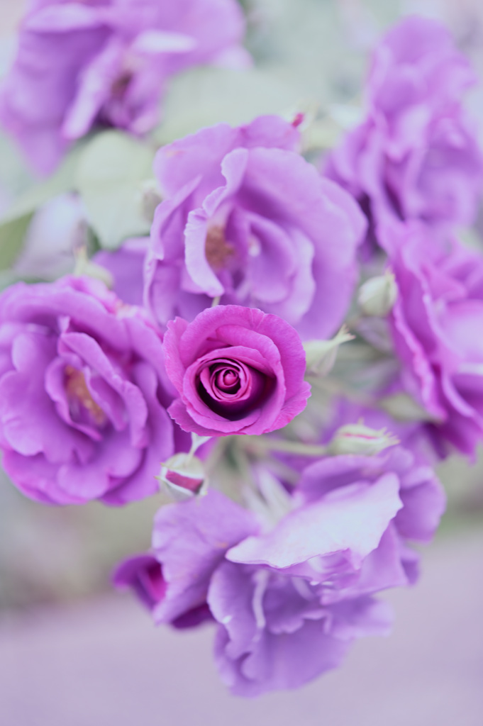 Rose  Rhapsody in Blue