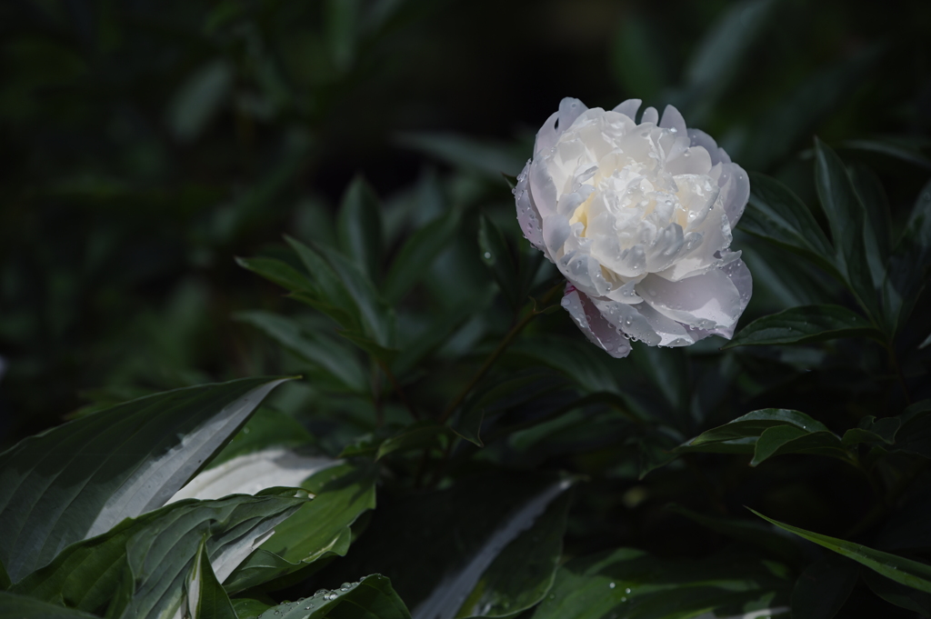 Paeonia lactiflora