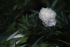 Paeonia lactiflora