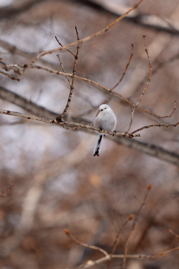 ふあふあのシマエナガ