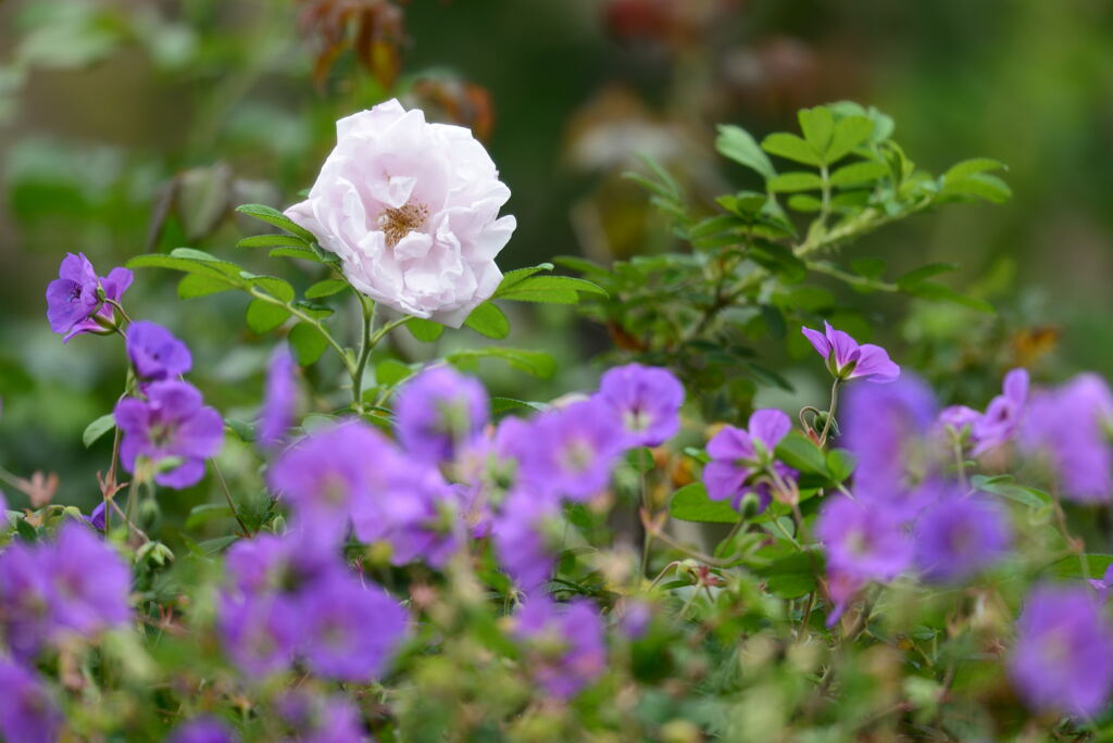 秋薔薇