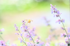 マイガーデン７