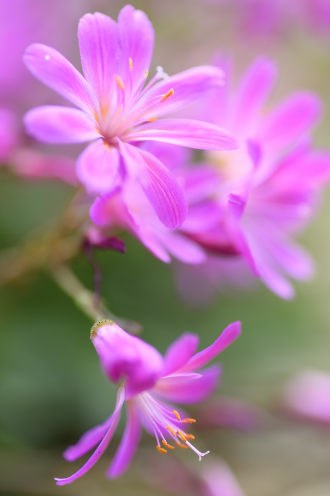 マイガーデン１