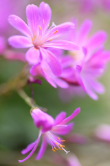 マイガーデン１