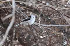 ３月の野鳥観察 シマエナガ
