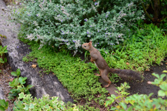 庭の訪問者　ゴジラ？