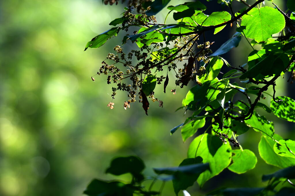 ツルアジサイの彩り