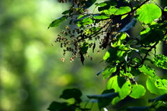 ツルアジサイの彩り
