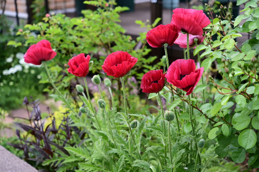 オリエンタルポピー