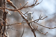 ３月の野鳥観察 シマエナガ