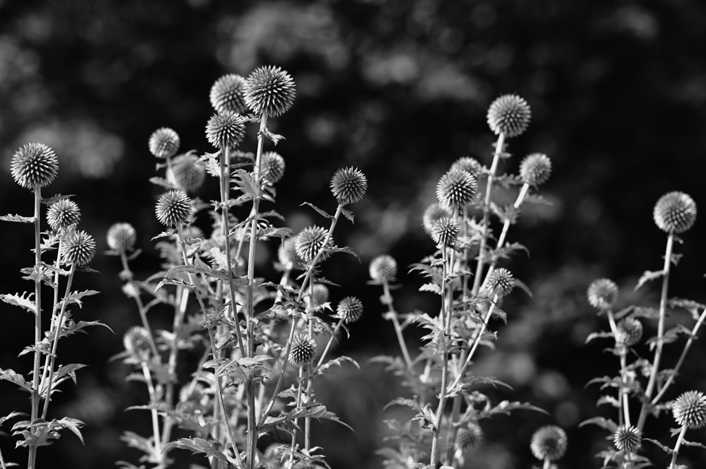 Echinops