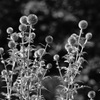 Echinops