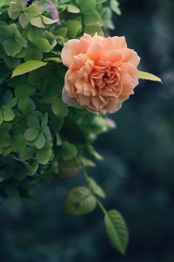 秋薔薇