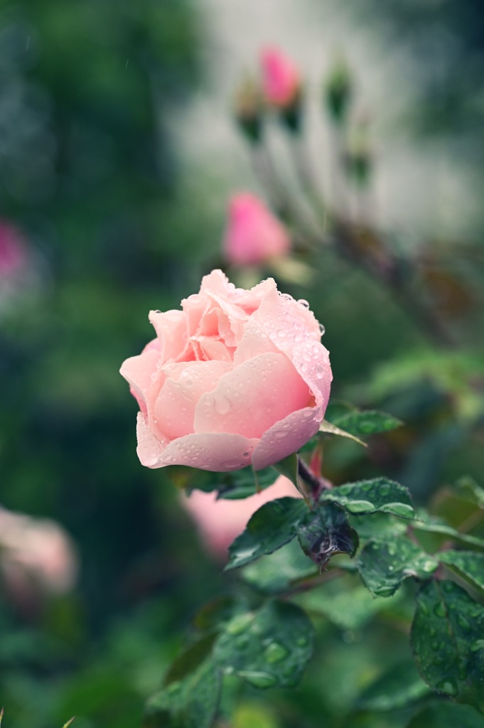 雨に打たれれる秋の薔薇　#2