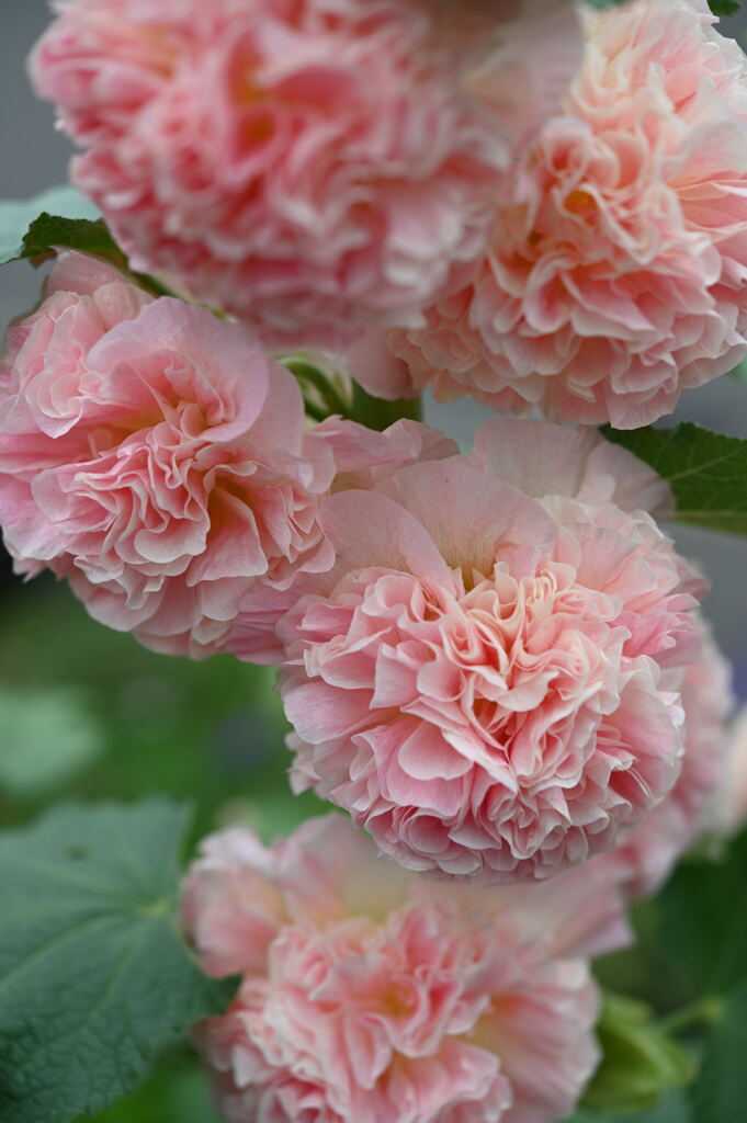 マイガーデン13